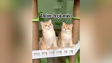 Một ngày đi thăm trại mèoooo TOP ở HCM 😘 mèo cat