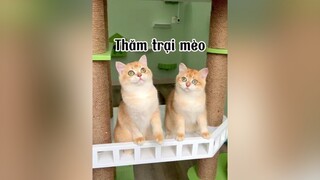 Một ngày đi thăm trại mèoooo TOP ở HCM 😘 mèo cat