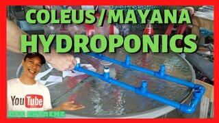 HYDROPONICS COLEUS MAYANA PROPAGATION | How to