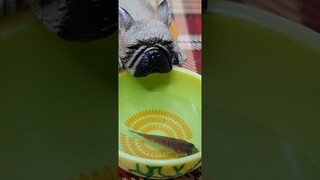 Dog & Fish Mini