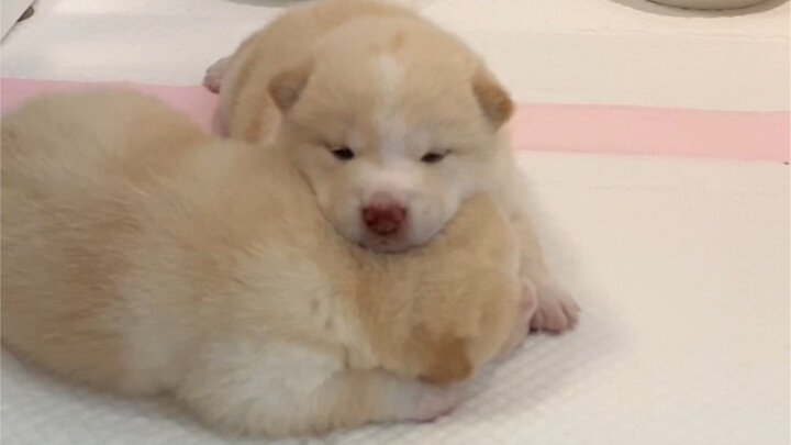 Turns out they're two clingy little cuties!