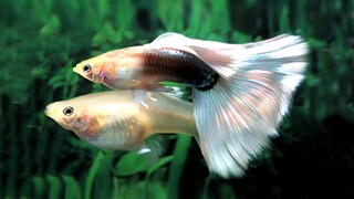 7 Jenis ikan hias cantik yang cocok untuk aquarium kecil