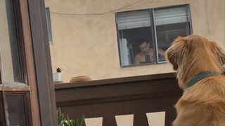 The wonderful fate of the big golden retriever and the neighbor boy across the building