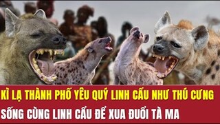 Kì lạ thành phố yêu quý linh cẩu như thú cưng, sống cùng linh cẩu để xua đuổi tà ma