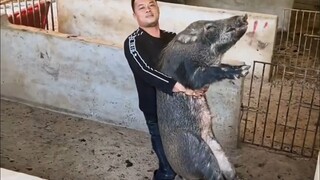 إذن جينات الخنزير البري قوية جدًا!