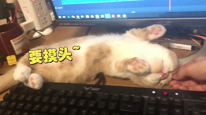 Dengan dia, apa lagi yang kamu mau? Cabao berubah jadi si kucing keyboard yang manja habis!