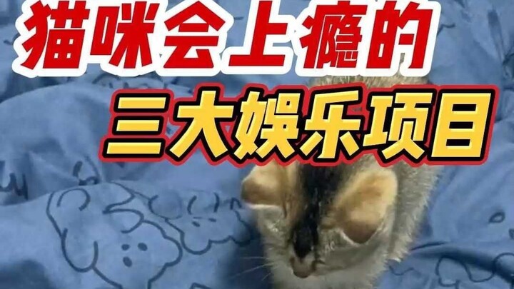 Three Entertainment Activities Cats Can Get Addicted To