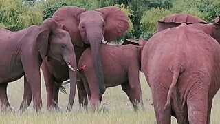 The Great Elephant Mother