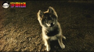 一条无法驯化的坏狗，主人怎么也扔不掉，原来是只神犬！《多哥》