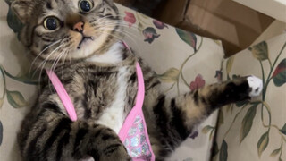 Chou Juanbao's new outfit!