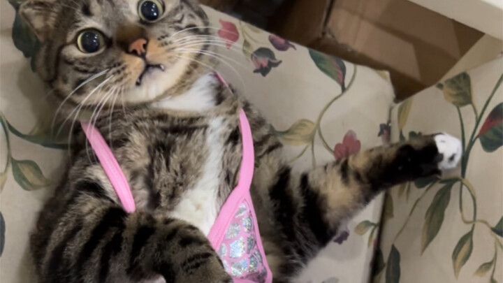 臭卷宝的新衣服！