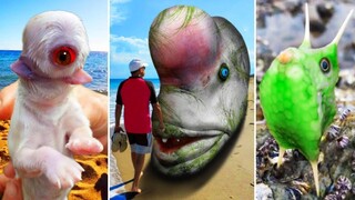 Catching Seafood 🦀 ASMR Relaxing (Catch Shark , Catch Fish ,Deep Sea Monster ) #604