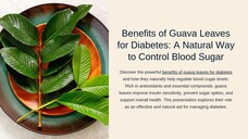 Benefits of Guava Leaves for Diabetes A Natural Way to Control Blood Sugar