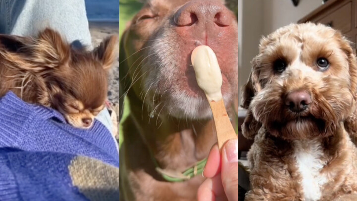 “สิ่งที่ทำให้น้องหมาของฉันมีความสุข～”