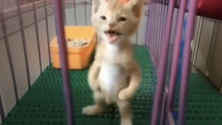 I just like this kind of sick cat haha ...