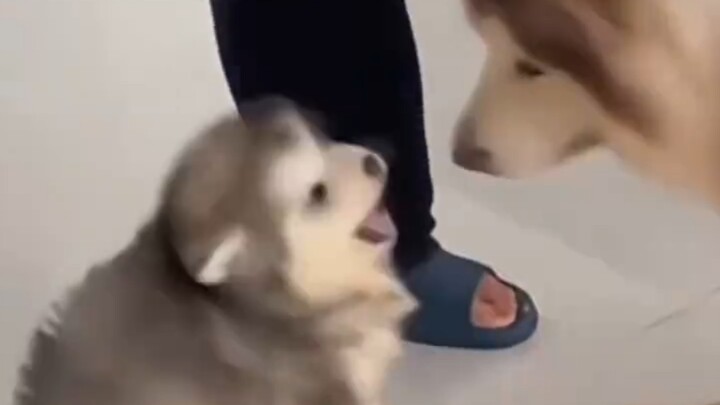 Alaska, mau làm con cún của tôi sợ chết mất!