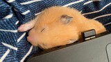Animal|Hamster Stay Warm Under the Computer