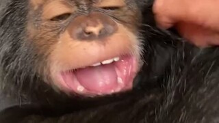 A ticklish chimpanzee with a silly smile
