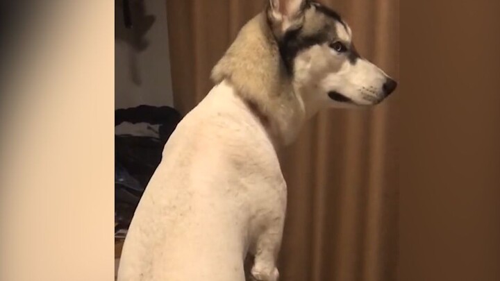 “ไอ้นี่...ดูคนอื่นเลี้ยงน่าสนุกกว่า!”