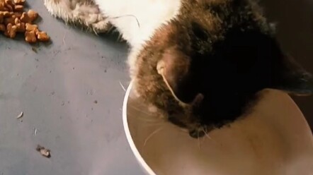 โศกนาฏกรรมของแมวจรจัดในวันหิมะตก