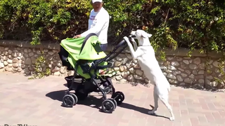 Baby Pushing Dog ในรถเข็นเด็ก - การรวบรวมสุนัขและทารกตลก 2017