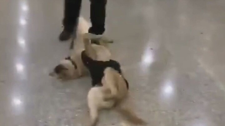 A Cute Illustrated Guide to the Behaviors of Working Dogs