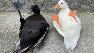 上万元的柯尔鸭也会被遗弃？原因扎心