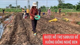 Duyên đã đến lúc khó khăn xuống giống nghệ được MTQ hỗ trợ tiền để xuống giống.