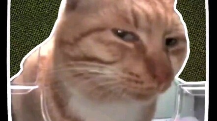 You are a stray cat, and you are so picky about food.