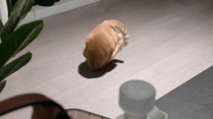 Cat: Is she still refusing to come?