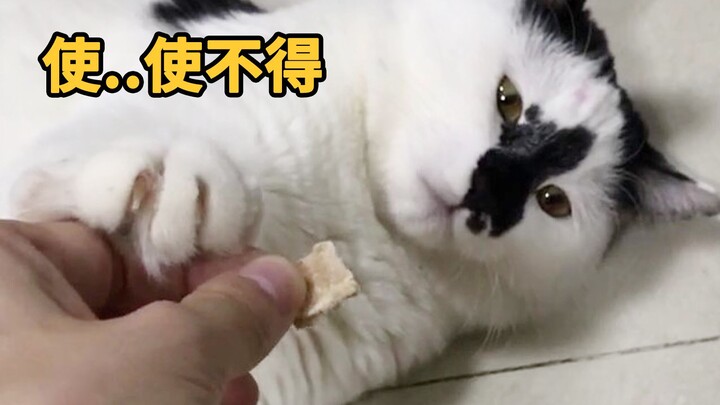 เมื่อแมวเริ่มรู้จักแกล้งปฏิเสธ...