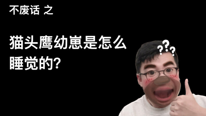【Không vòng vo】Chim cú con ngủ như thế nào?