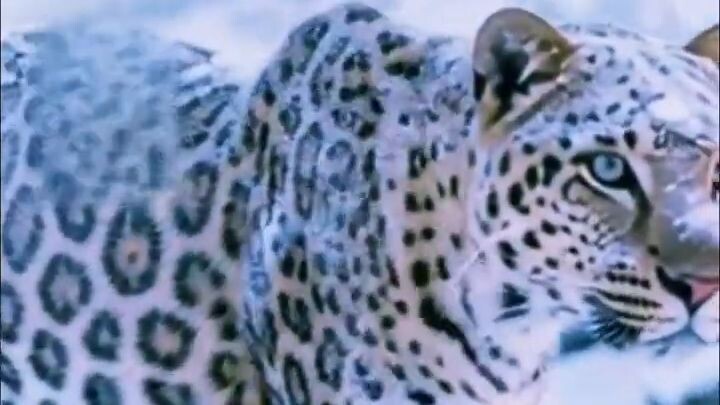 Uzbekistan's Silent Guardian_ The Snow Leopard #shorts