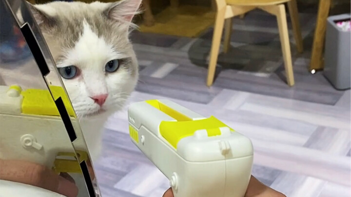 Let your cat know who's boss.