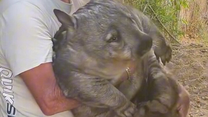 【Wombat】Kakek sudah hampir tidak sanggup memeluknya lagi