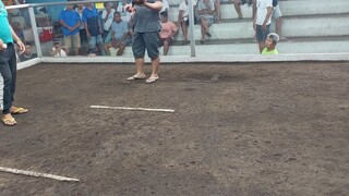 broodcock baby