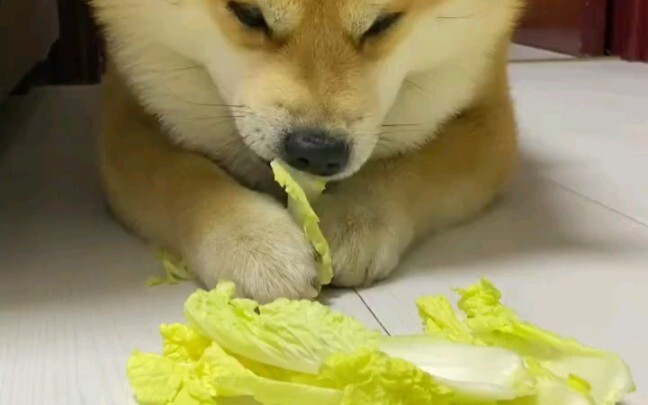 A dog that eats cabbage = “caigou” (a derogatory term for someone perceived as overly obsessed with 