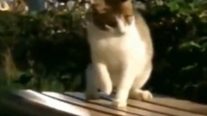 Cat: There’s something dirty here…