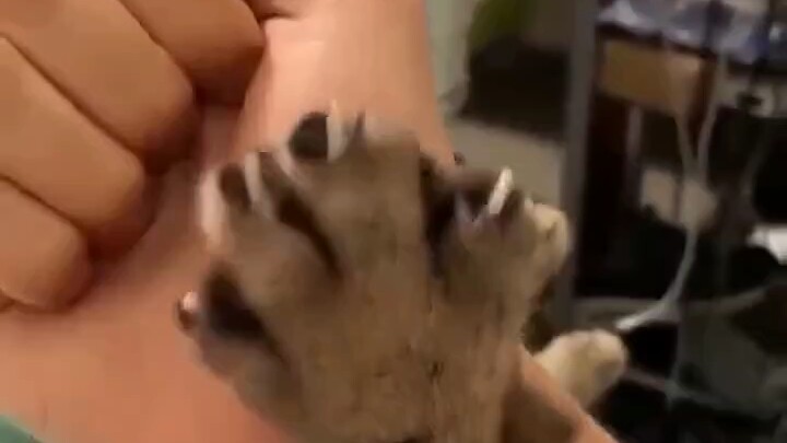 Why are all other people’s cats so cute?