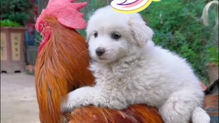 Can a rooster give a piggy back ride to a puppy? Let's find out🤔😅😍
