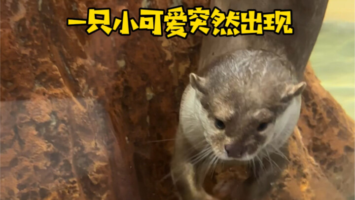 偷打开水獭的零食箱，事情竟然变成了这样