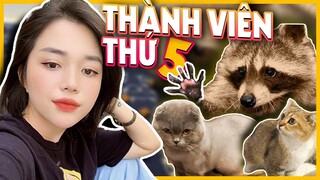 CON TRAI CƯNG GẤU MÈO (RACCOON) 50 TRIỆU CỦA MẸ LINH ĐANH ĐÁ NHƯ THẾ NÀO?