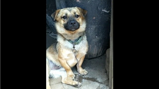 Dog: I'm Not Freaking out
