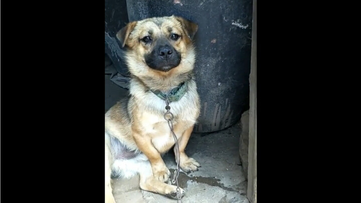 Cún: Tôi không sợ đâu nha