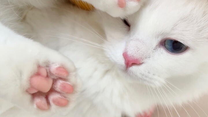 The purr-fectly seductive clip voice—love it!