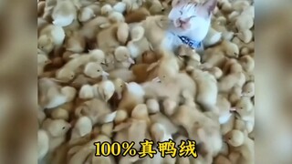 “天冷了，小猫咪是懂取暖的”