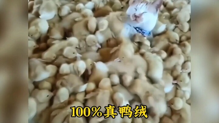 "Suhu udara sudah dingin, anak kucing memang paham cara menghangatkan diri."