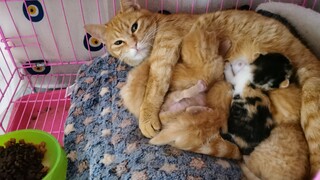 Urgent!! What should I do if the mom cat keeps leaving her kittens at my doorstep and meowing? Is th