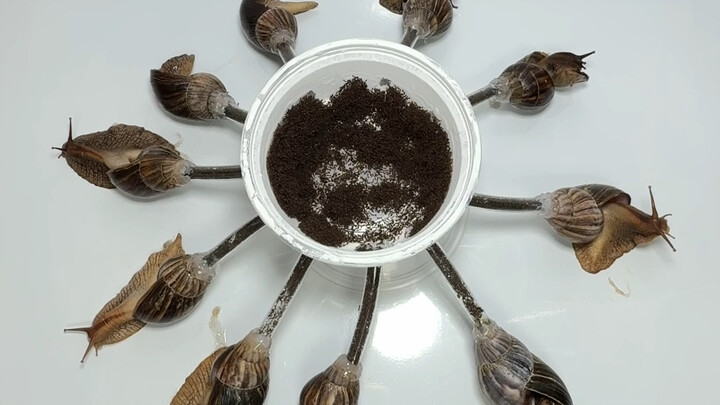 What happens when red fire ants encounter African giant snails?