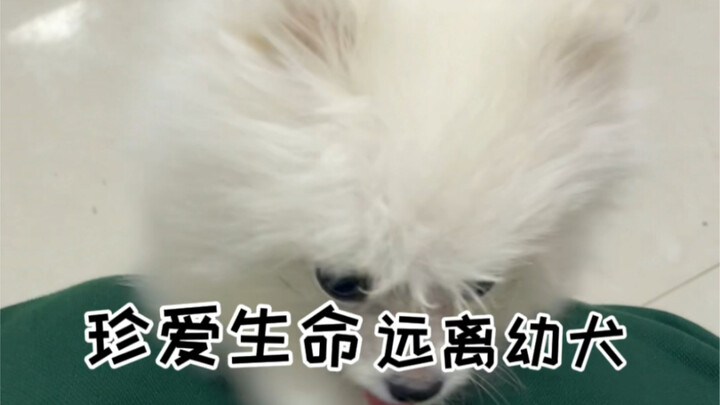 Hargai hidup, jauhi anak anjing